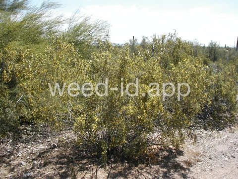 creosotebush